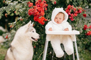 Bebek ayı kostümü giymiş yüksek sandalyede oturuyor ve güzel yavru köpekle oynuyor. 