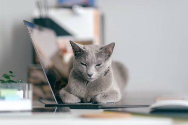 Cracow, Polonya - 31 Mart 2019: komik ağızlıklı güzel bir Rus mavi kedisi defter keayboard 'unda uzanıyor ve ev içinde dinleniyor. Saf kan sevimli kedi yavrusu dizüstü bilgisayarda dinleniyor..