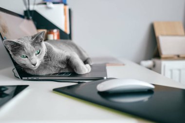 Cracow, Polonya - 31 Mart 2019: komik ağızlıklı güzel bir Rus mavi kedisi defter keayboard 'unda uzanıyor ve ev içinde dinleniyor. Saf kan sevimli kedi yavrusu dizüstü bilgisayarda dinleniyor..