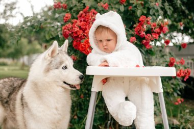 Ayı kostümü giymiş yakışıklı bir oğlan çocuğu. İri köpekli yüksek sandalyede oturuyor ve ona bakıyor.