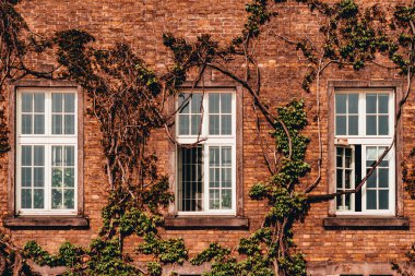 Pencereli ve sarmaşıklı ev duvarı. 