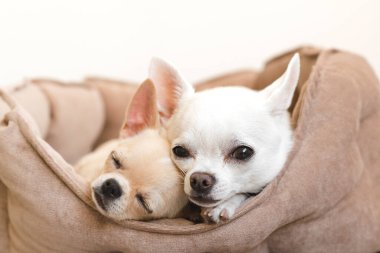 İki sevimli, sevimli ve güzel evcil memeli chihuahua p