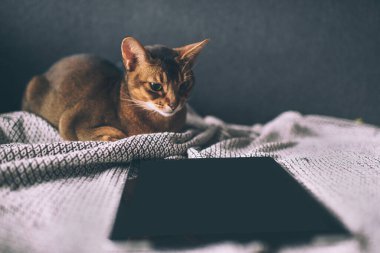 Habeş kedisi tablet ekrandan izliyor. Evdeki sevimli, neşeli kedi yavrusu..