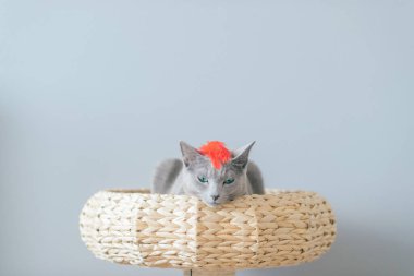 Küçük sevimli kedi yavrusu yatakta dinleniyor. Gri arka planda kedi evinde komik bir yüz ifadesi olan saf ve sevimli bir kedinin kapalı ev portresi. Kafasında dekoratif tüyler olan kedi ağızlığı.