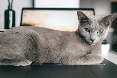 Güzel Rus mavi kedisi iç kısımda defter üzerinde yatıyor. Tembel kedi dizüstü bilgisayarda dinleniyor. Çalışma konsepti.