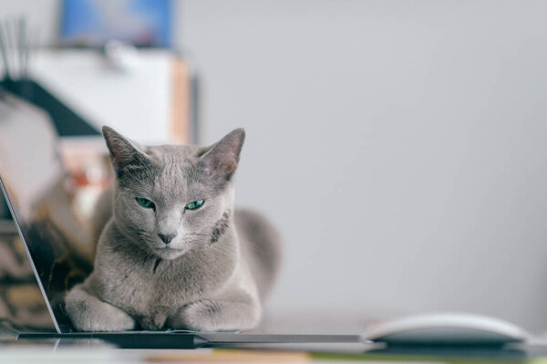 Beautiful russian blue cat lying on notebook in home interior. Lazy kitten resting on laptop. Working concept.