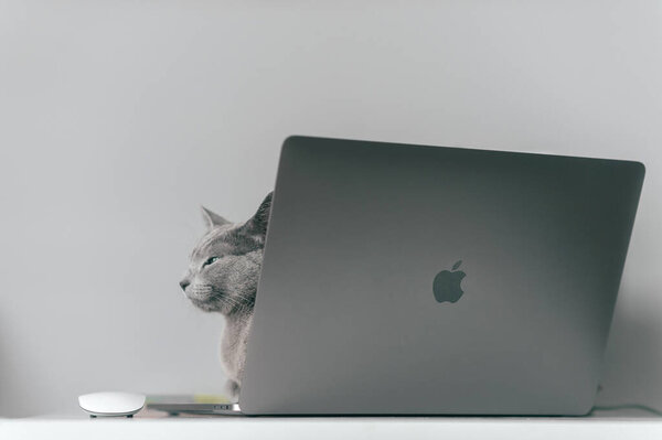 Cracow, Poland - March 31, 2019: Russian blue cat lying and relaxing with funny expressive muzzle on keyboard of brand new Macbook pro15 inch 2016 on table at home interior on gray background