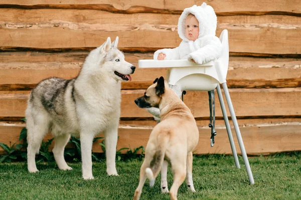 어린이 사이의 의상을 아이가 의자에 장난기있는 개들이 봅니다 — 스톡 사진