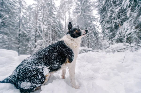 雪地森林里有趣的狗 — 图库照片