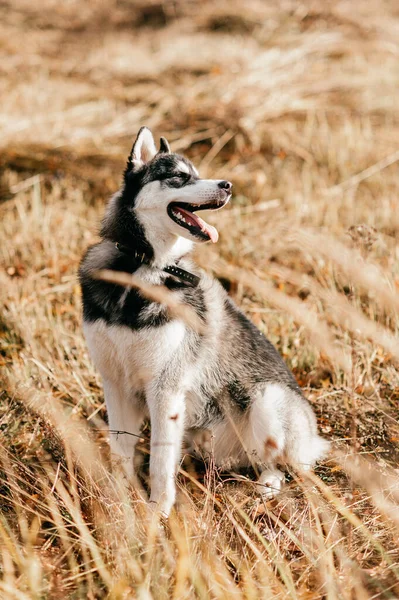 茶色の目で素敵なふわふわの哺乳類灰色のハスキー子犬のクローズアップ肖像画 秋には自然の中で美しい愛らしい毛皮の小さな犬 かわいい繁殖ペットは楽しい屋外を持っています 孤独なオオカミの肉食動物 — ストック写真