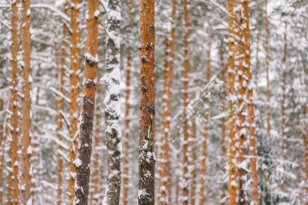 Dennenbomen Het Winterbos Bedekt Met Sneeuw Magisch Houtlandschap Houten Abstracte — Stockfoto