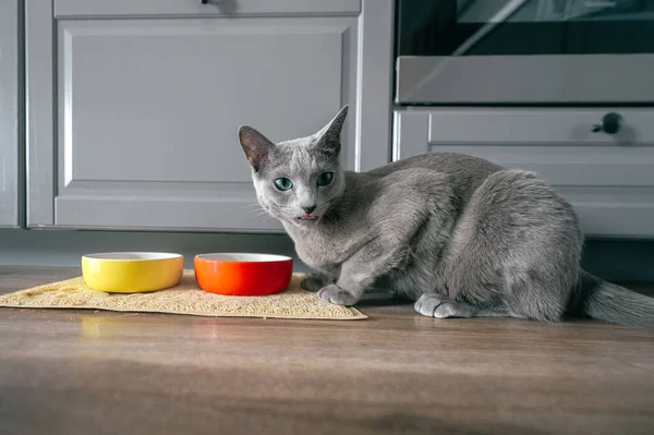 Russian blue cat with funny expressive emotional muzzle eating cat food on kitechen at home. Portrait of lovely breeding kitten having dinner at home. Cute hungry pussycat eating on floor