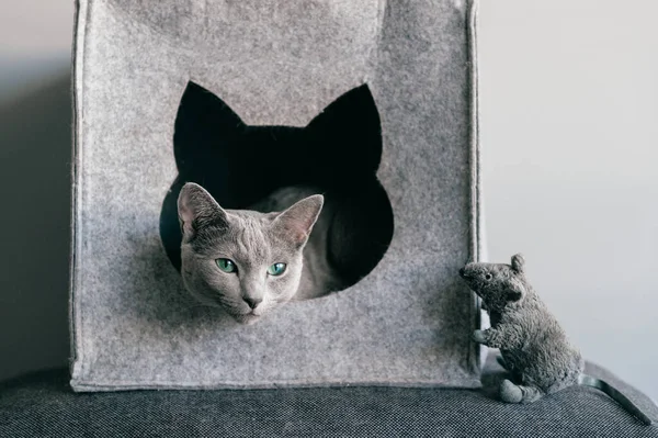 纯种俄罗斯蓝猫的肖像 带有滑稽的表达性口吻 在猫舍里和玩具老鼠一起玩过 一组蓝眼睛母猫和它的敌人玩具老鼠的动作 动物的血统 — 图库照片