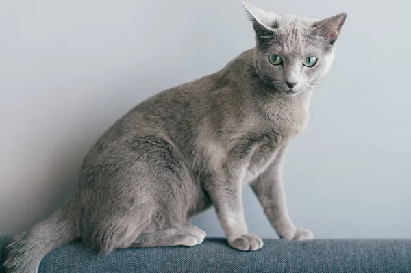 Schöne Kätzchen Sitzen Auf Dem Sofa — Stockfoto