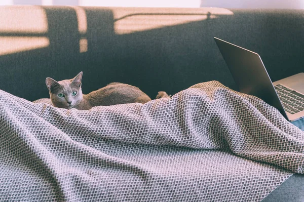 漂亮的小猫躺在床上 两条腿朝上 女人背靠笔记本 养宠物的家庭生活 — 图库照片