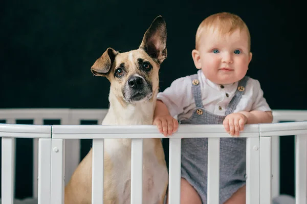 Adorável Menino Com Cão Juntos Berço Sobre Fundo Preto — Fotografia de Stock