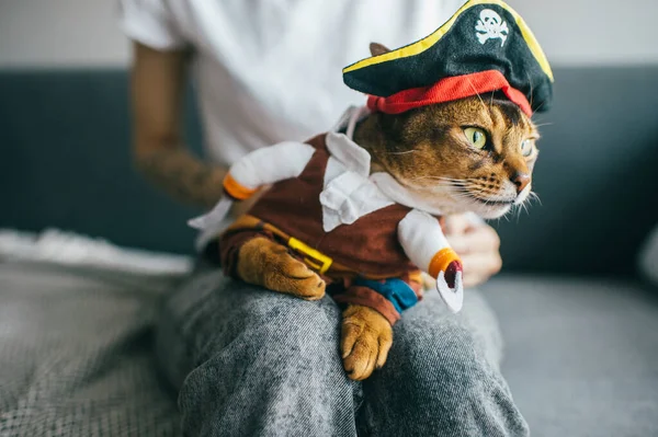 Lovely kitten in pirate costume. Funny cat in the mask.
