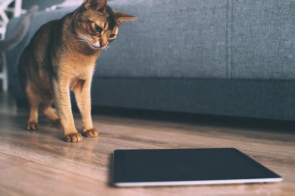 Abyssinian cat watching at tablet screen. Lovely playful kitten at home.