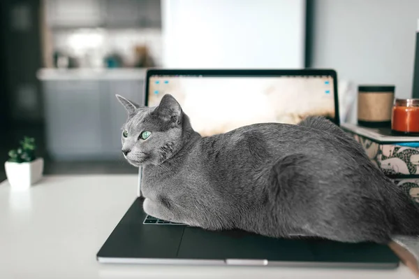 Beautiful russian blue cat lying on notebook in home interior. Lazy kitten resting on laptop. Working concept.