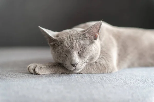 Bella Gattino Dormire Sul Letto — Foto Stock