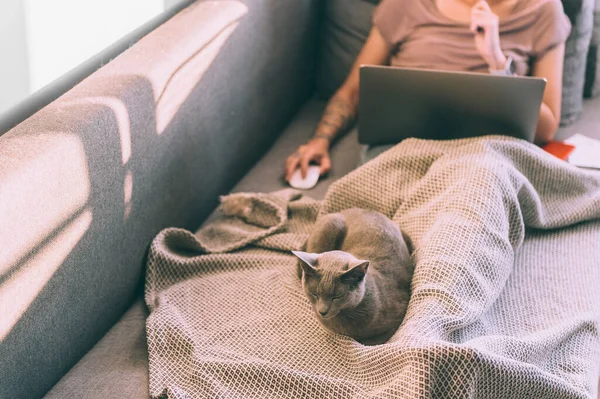 Gatinho Bonito Deitado Cama Pernas Proprietário Mulher Usando Notebook Fundo — Fotografia de Stock