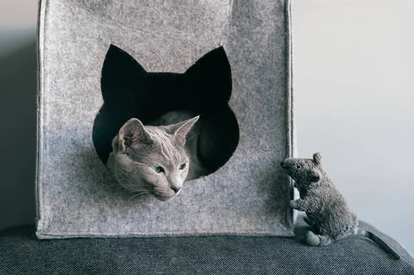 Portrait of purebreed russian blue cat with funny expressive muzzle play and have with toy mouse at cat house. Set of actions of blue eyed female kitty and its enemy - toy mouse. Animals frinedship.