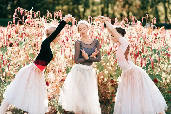 Retrato Dramático Três Bailarinas Graciosas Posando Dançando Sobre Flores Rosa — Fotografia de Stock