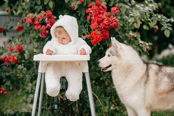 Przyjazna Para Małe Dziecko Piękny Husky Działające Sobą Łonie Natury — Zdjęcie stockowe