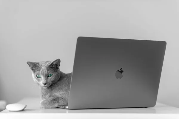 波兰克拉科夫 2019年3月31日 俄罗斯蓝猫躺在家里桌子上灰色背景的全新Macbook Pro15英寸2016键盘上 用有趣的表达口吻放松地躺着 — 图库照片