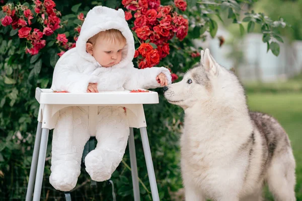 Ayı Kostümlü Sevimli Çocuk Yüksek Sandalyede Oturuyor Güzel Köpek Yavrusuyla — Stok fotoğraf