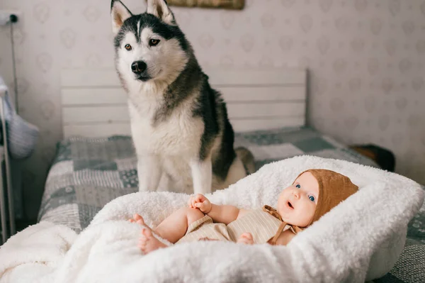 양식부드럽고 집중적 집에서 허스키 강아지와 침대에 유모차에 갓난아기의 아이와 스러운 — 스톡 사진