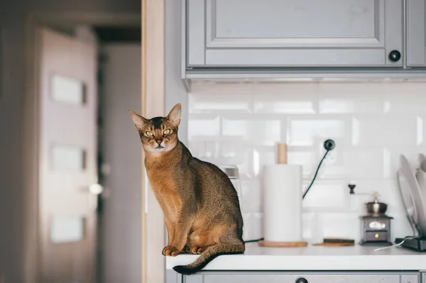 Schöne Lustige Kätzchen Der Küche — Stockfoto