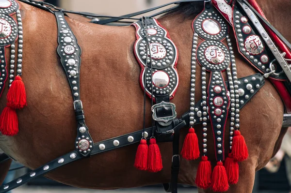 Dos Caballos Decorados Para Montar Caballo Carruaje —  Fotos de Stock