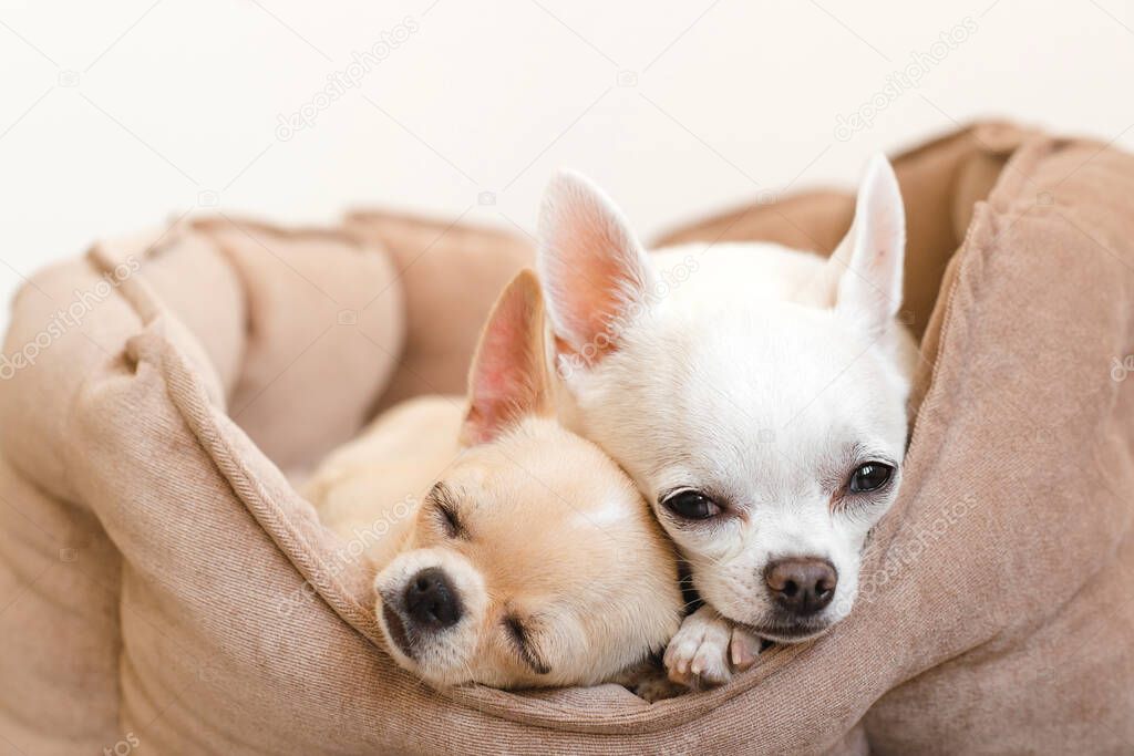 Two lovely, cute and beautiful domestic breed mammal chihuahua p