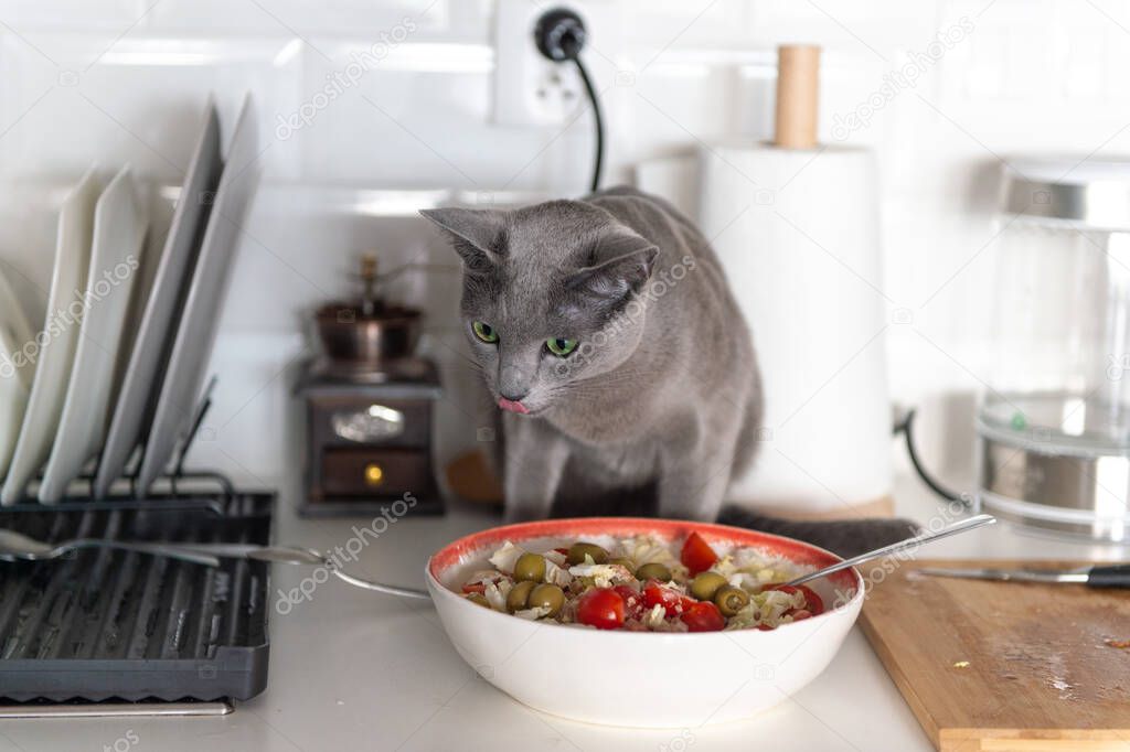 Funny kitten eating salad at kitchen.