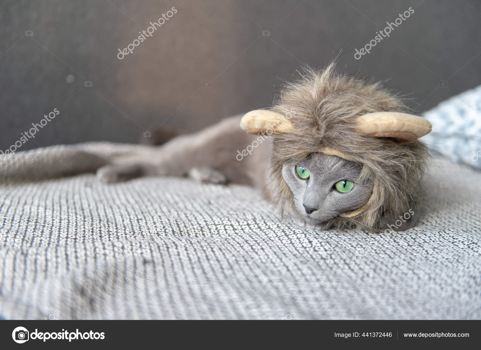 Drole Ludique Chaton Dans Lion Masque Couche Sur Lit Image Libre De Droit Par Hplovecraft Mail Ru C