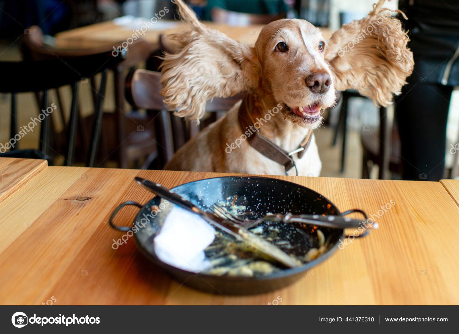 How Much Should A Puppy Cocker Spaniel Eat Chart