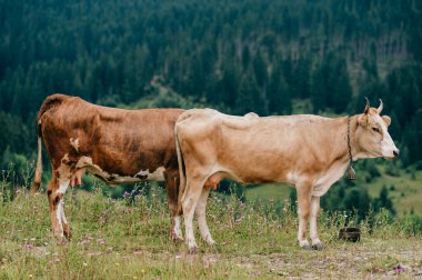 Yaz günü İskoçya 'da çayırlarda seks oyunları oynayan iki komik benekli inek. Tarlada çiftleşen sığırlar ve arka plandaki orman ve dağların manzarası. Hayvan çiftleşme alışkanlıkları