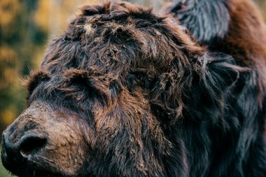 İlkel antik canavar ağızlığının sanatsal portresi. Kürklü ve komik mamut kıllı suratlı. Hayvanat bahçesinde nesli tükenmekte olan tarih öncesi türler. Vahşi tehlike kızgın memeli hayvan. Vahşi arazide Moğol öküzü