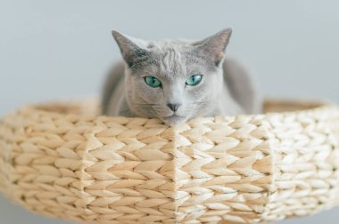 Küçük sevimli kedi yavrusu yatakta dinleniyor. Gri arka planda kedi evinde komik bir yüz ifadesi olan saf ve sevimli bir kedinin kapalı ev portresi. Rus mavi kedisi saman sepetinde dinleniyor.