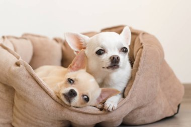 İki sevimli, sevimli ve güzel evcil memeli chihuahua p