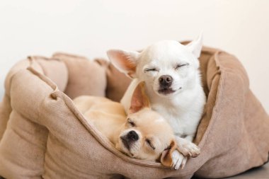 İki sevimli, sevimli ve güzel evcil memeli chihuahua p