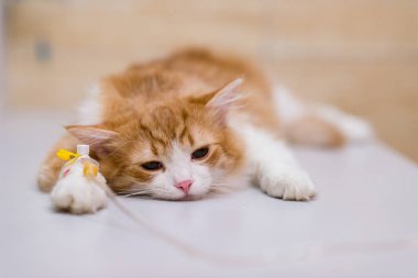 Kırmızı kedi anestezi altında pençesinde damlatıcıyla tıbbi kanepede yatıyor. Ameliyattan sonra kedi. Bir evcil hayvanın kısırlaştırılması. Küçük kardeşlerimizin acılarının kurtuluşu. Kurtarma Hayvanları konsepti