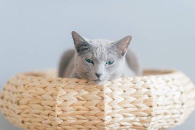 Küçük sevimli kedi yavrusu yatakta dinleniyor. Gri arka planda kedi evinde komik bir yüz ifadesi olan saf ve sevimli bir kedinin kapalı ev portresi. Rus mavi kedisi saman sepetinde dinleniyor.