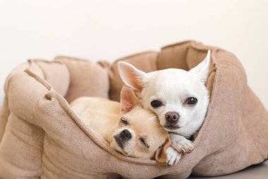 İki sevimli, sevimli ve güzel evcil memeli chihuahua p