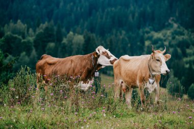 Yaz günü İskoçya 'da çayırlarda seks oyunları oynayan iki komik benekli inek. Tarlada çiftleşen sığırlar ve arka plandaki orman ve dağların manzarası. Hayvan çiftleşme alışkanlıkları