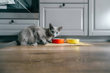 Komik duygusal ağızlık takan ve evde kedi maması yiyen Rus mavi kedisi. Evde yemek yiyen yavru kedi portresi. Şirin, aç kedicik yerde yemek yiyor.