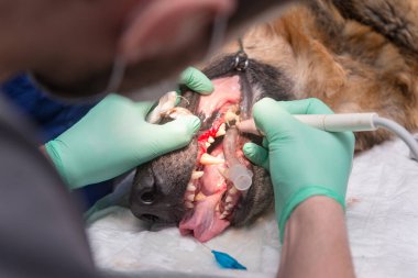 Veteriner oksijeni topladı ve dişlerini temizledi. Köpekler için çok üzücü. Veteriner kliniğinde evcil hayvan beslemek için tıbbi sonda yerleştirme teknolojisi. Veteriner kliniğinde ağzında oksijen tüpü olan hasta çoban.