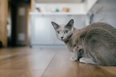 Çok sevimli mavi bir Rus kedisi, komik duygusal bir ağızlık ve ev içinde büyük mavi gözlü bir yaşam tarzı portresi. Gri, oynak yavru kedi oynamak için bekliyor. Güzel aktif dişi kedi dinleniyor..