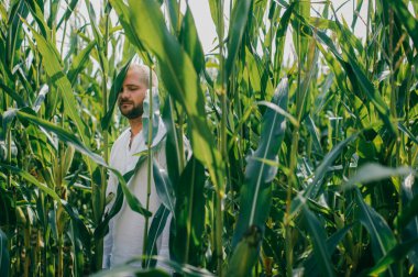 Beyaz gömlekli, kot pantolonlu ve beyaz çizmeli güzel beyaz bir adam mısır tarlasında yürüyüşe çıkıyor..